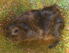 Agouti